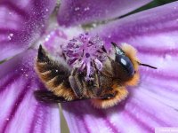 BeeFunc, un nouvel outil pour mieux conna&icirc;tre nos abeilles ! : https://beefunc.fr/