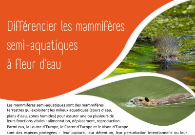 Brochure_mammiferes_semi_aquatiques_SFEPM_2025.jpg