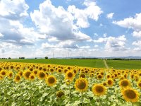 Formation &agrave; distance - Pollinisation, pollinisateurs  et production agricole - 24 et 31 mars 2026