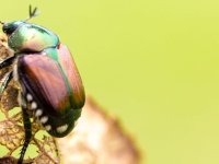 Protection des végétaux : identifier au plus tôt l’arrivée du scarabée japonais en France