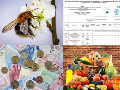 Service écosystémique – Calculer avec les apprenants l’impact des pollinisateurs sur les productions d’une exploitation agricole